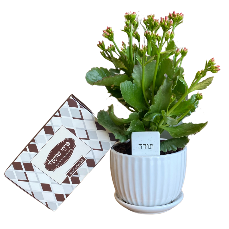 עציץ ניצנית עם שוקולד ואבן הקדשה