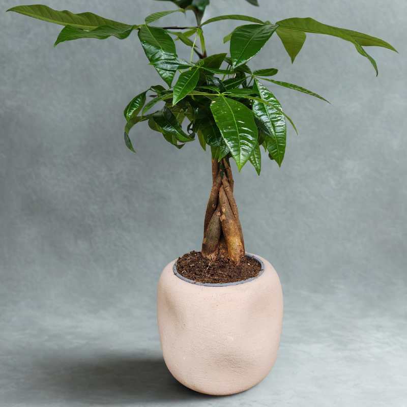 עציץ אגוז מלבר