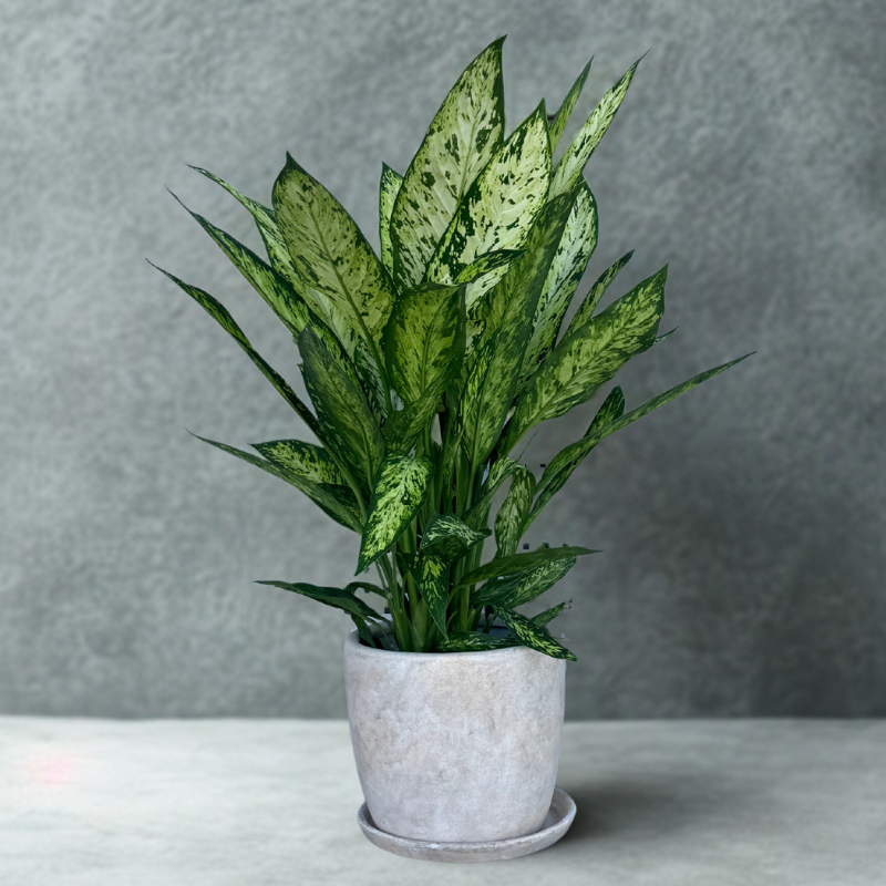 דיפנבכיה ואזוס בכלי חרס