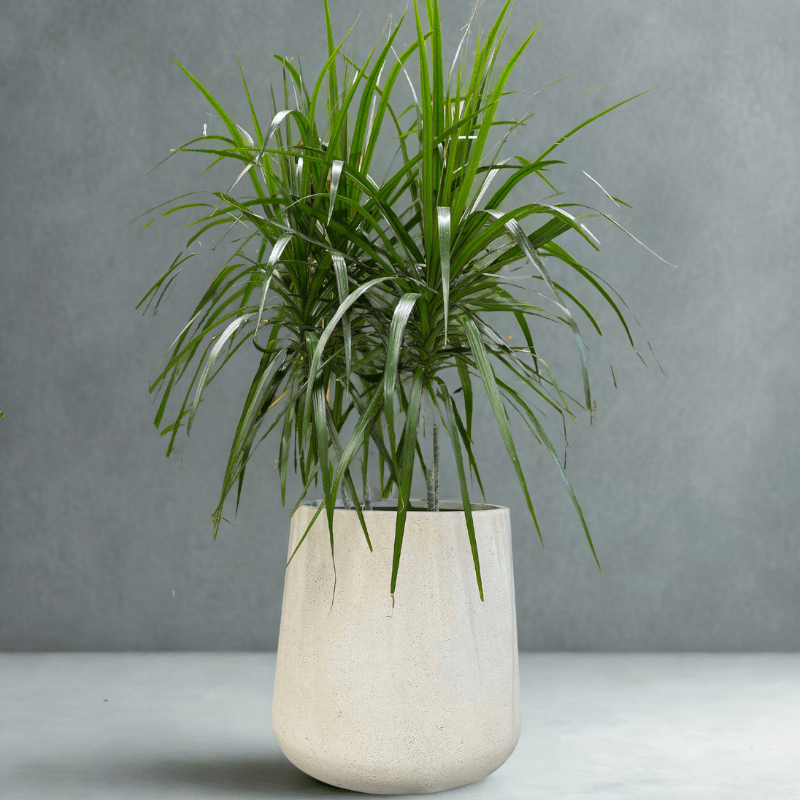 עציץ דרצנה בכלי חרס