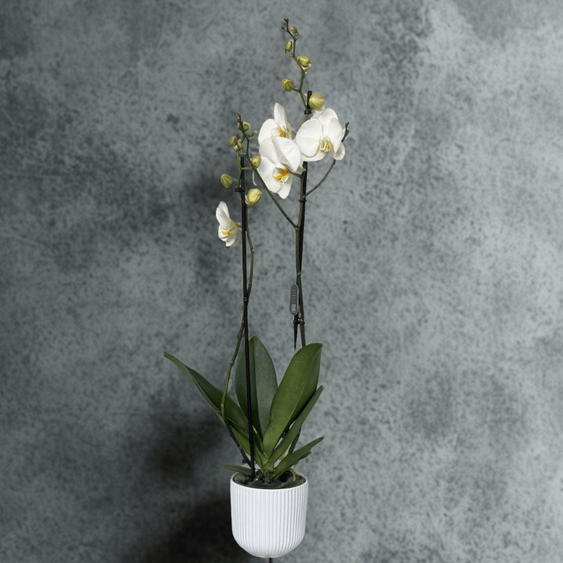 סחלב שני ענפים עם כלי