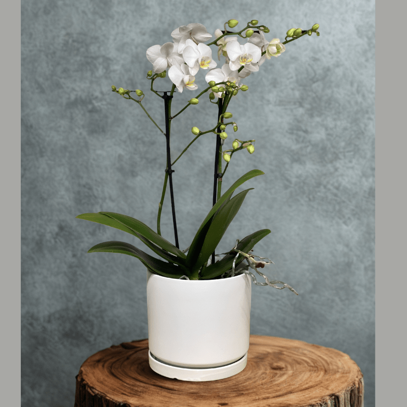 סחלב מולטי סחלב מולטי