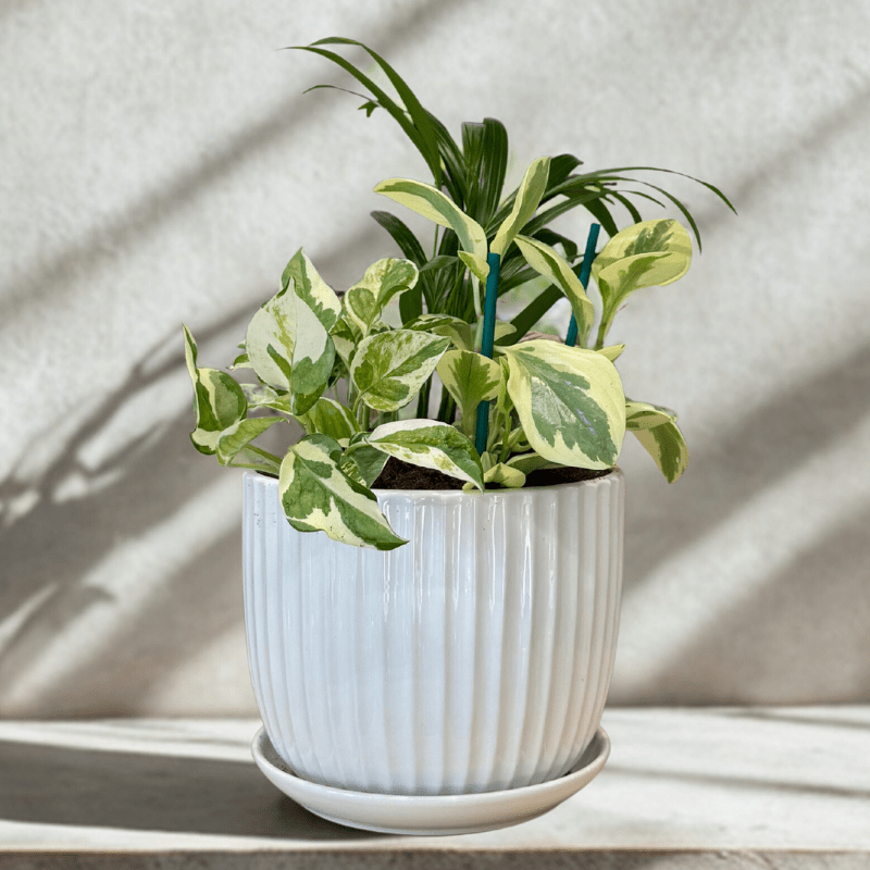 קוקטייל ירוקים בינוני