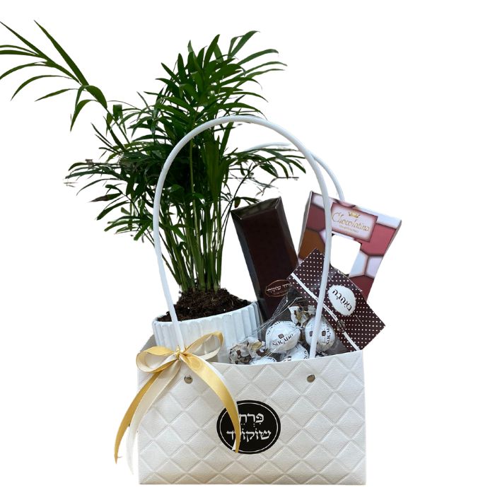 מארז שוקולד ועציץ