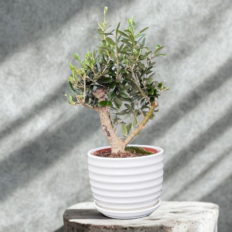 עץ זית ננסי בכלי קרמיקה