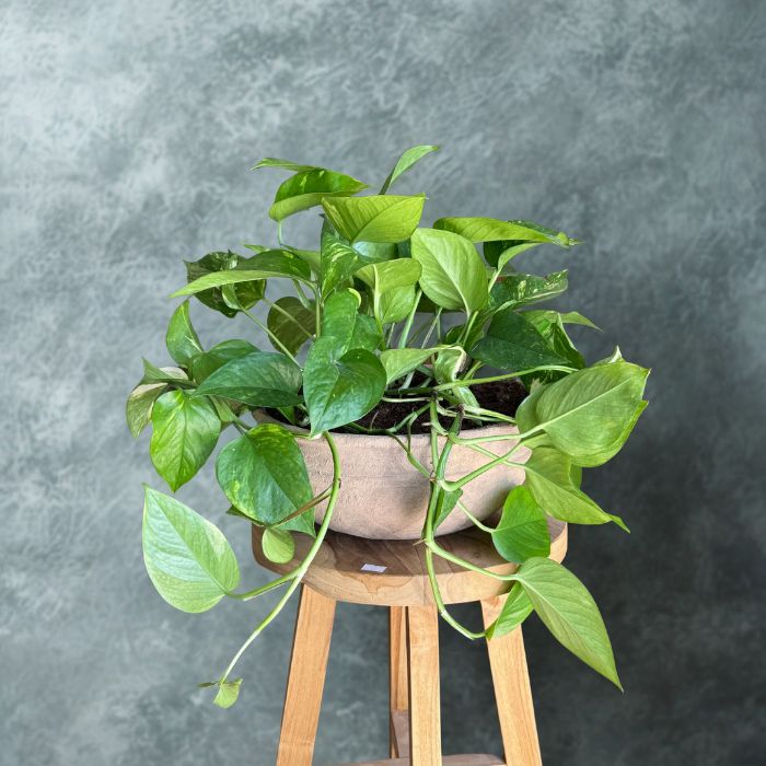 עציץ פוטוס בקערה