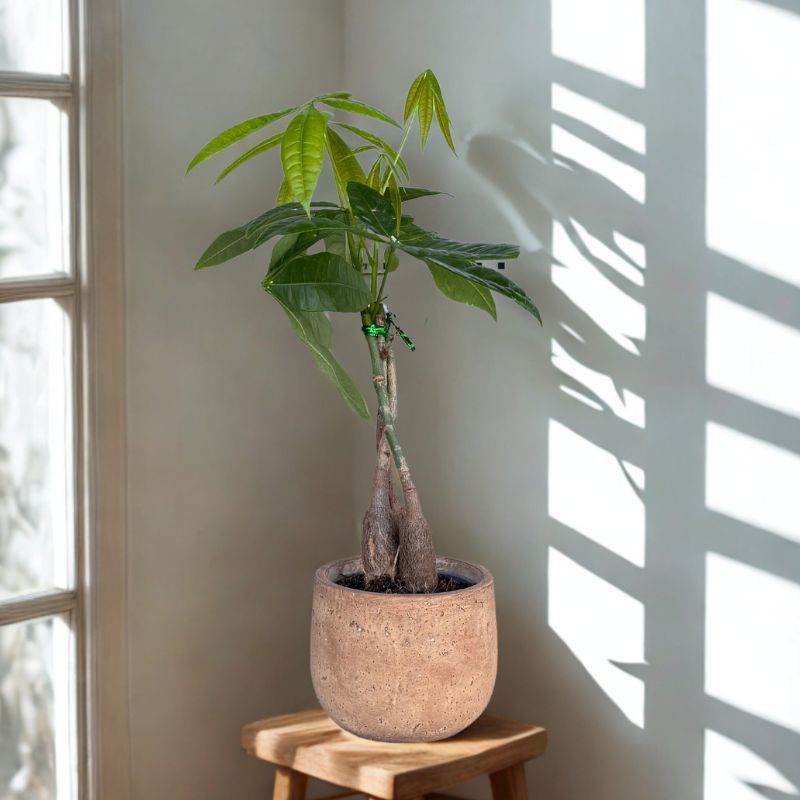 עציץ אגוז מלבר