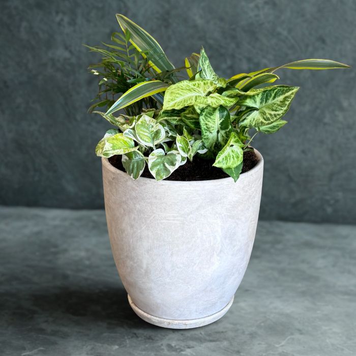 קוקטייל צמחים-נגיעת טבע