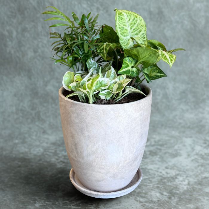 קוקטייל עציצים- ירוק בבית