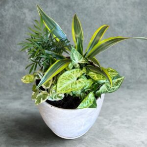 קוקטייל צמחים-נגיעת טבע