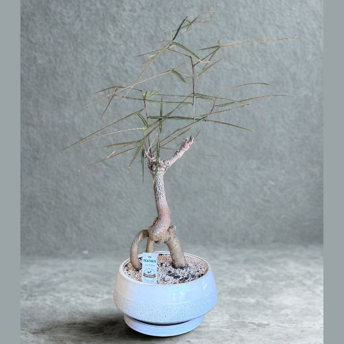 עציץ אהבה אלגנטי