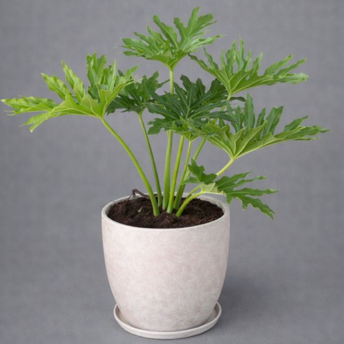 עציץ פילודנדרון אלגנטי