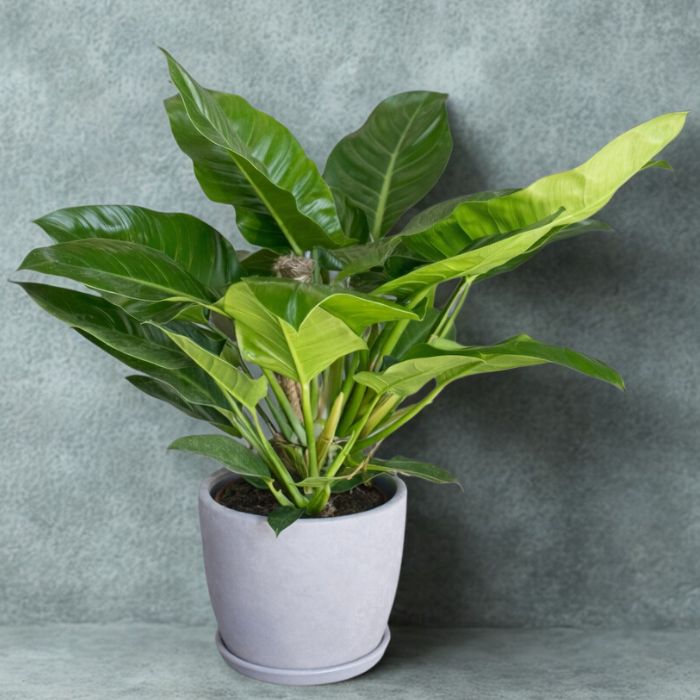 עציץ אמפריאל בכלי עיצובי